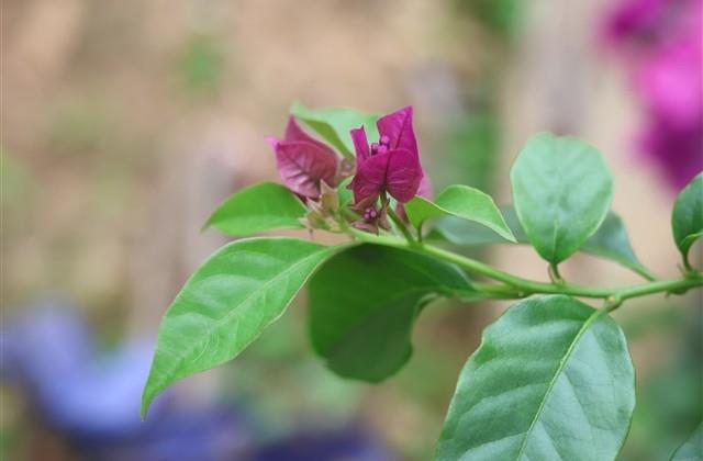 清明节祭祖文案简短