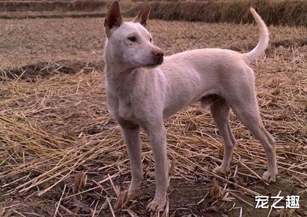 炎黄的骄傲——华夏神犬大盘点！