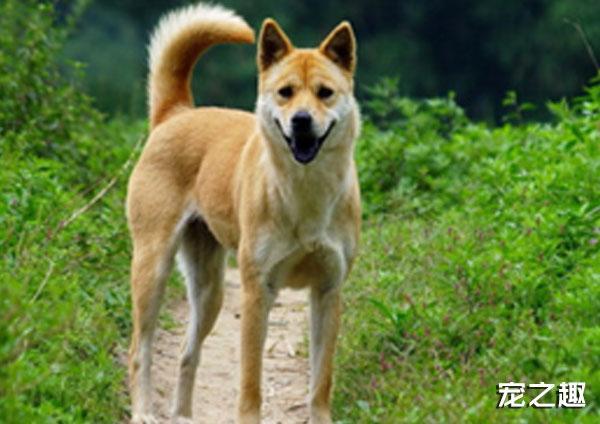 炎黄的骄傲——华夏神犬大盘点！