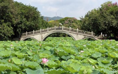 ​深圳藏在闹市的公园，被称为深圳最美湖泊公园，还免费