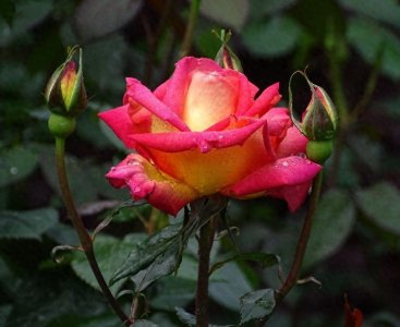 美丽的月季,常州的市花,遍地都盛开,宛如玫瑰,有点初夏的味道