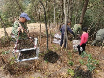 诏安秀篆:公石松喜迎大丰收,拓宽群众增收路