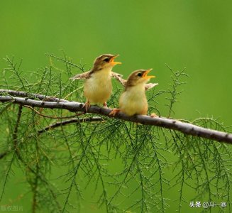 古诗《绝句(两个黄鹂鸣翠柳)》(杜甫)赏析