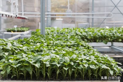 育苗早了如何蹲苗?5步骤教你培植健苗壮秧