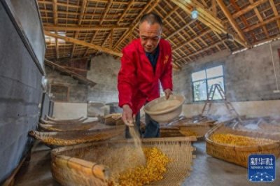 湖北恩施:包谷酒腊月飘香
