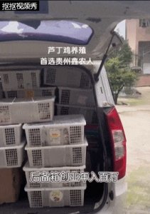 低投资还能年赚百万?贵阳大哥养殖这种鸡,如今痛悔:根本卖不出去