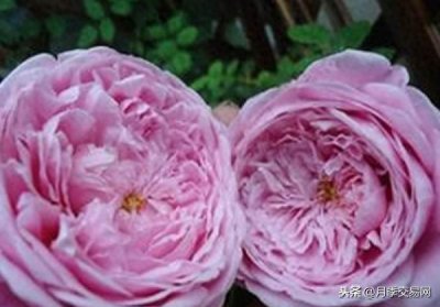 欧月月季经典品种,美不美你说了算