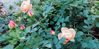 夏洛特夫人,拥有高贵感名字的月季,简直太漂亮了