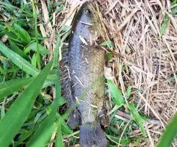 能在陆地上爬行,人们叫它“飞鲫”,离开水也能活,如今钓不到了