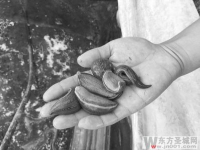 曾经令人胆怯,如今不愁销路 俩小伙念上“蛭”富经