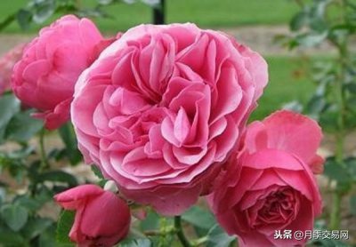 这5种藤本“开花机器”,让你的庭院四季有花看