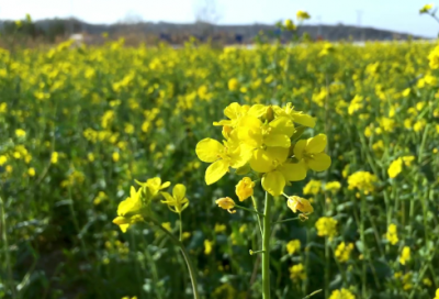 九月开学季的心情语录(关于开学季的唯美文案)