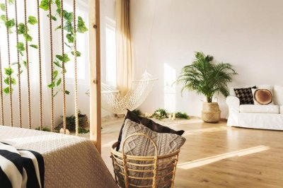 新房子就养这盆花,吸甲醛旺风水,家里边边角角全包了!