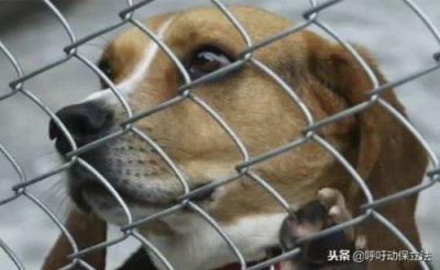 视而不见是什么生肖?(视而不见是什么生肖答案猜生肖)