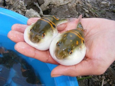 长江河鲀的危机:被迫“退市”26年,中国的下一条“鲥鱼”?