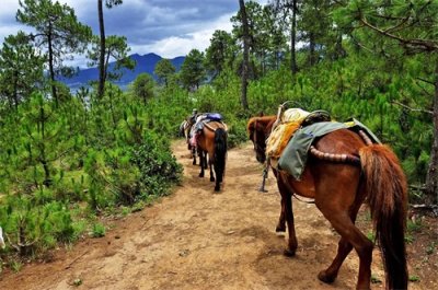 听说过茶马古道吗?