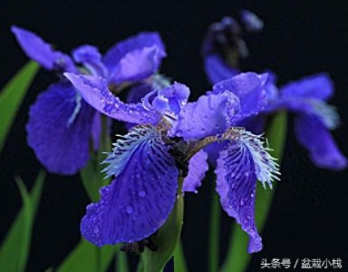 鸢尾,蓝色花卉里最为靓丽的一种!建议养几株~