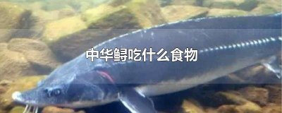 养殖中华鲟吃什么食物 中华鲟吃什么食物视频