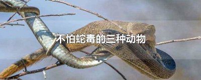 什么动物最不怕蛇 蛇怕是什么动物