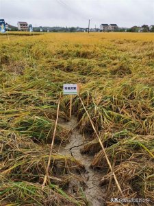 钻心虫防控急!急!急