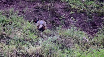 野鸡为什么夜里喜欢睡在坟头上?