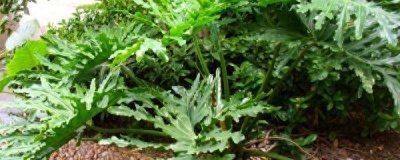 春羽的养殖方法和注意事项